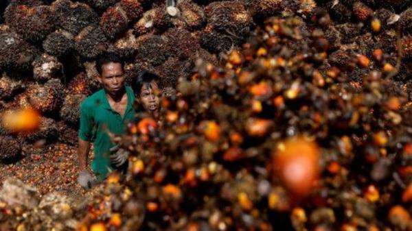 印尼将于周一解除棕榈油出口禁令