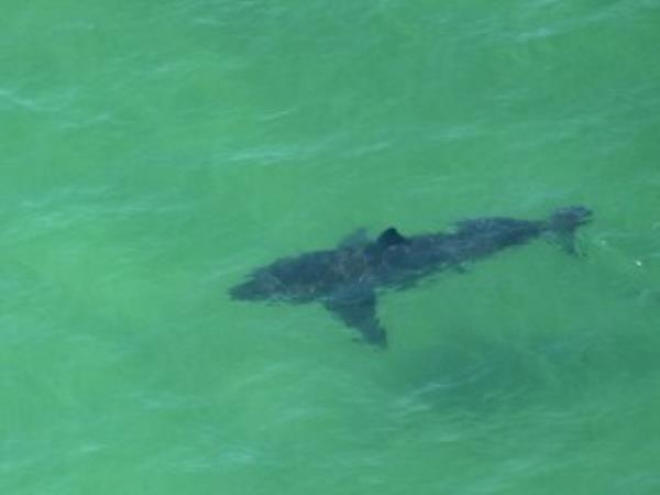 美国佛罗里达州，一名少女在鲨鱼袭击中严重受伤